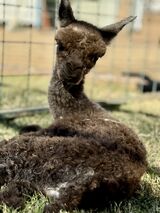 alpaca for sale