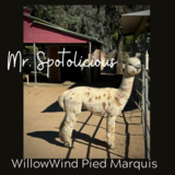 2024 Service Sire: Willowwind' Pied Marquis AKA Mr. Spotalicious