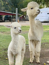 alpaca for sale