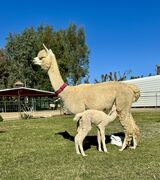 alpaca for sale