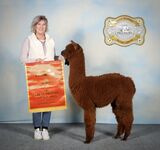 alpaca for sale