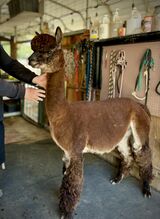 alpaca for sale