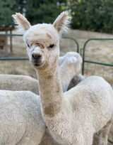 alpaca for sale