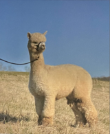 alpaca for sale