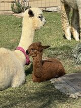 alpaca for sale