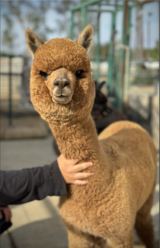 alpaca for sale