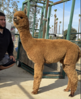 alpaca for sale