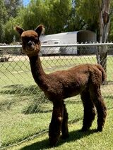 alpaca for sale