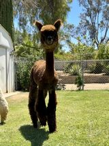 alpaca for sale