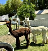 alpaca for sale