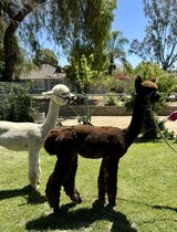 alpaca for sale