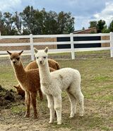 alpaca for sale