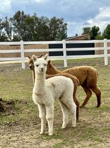 alpaca for sale