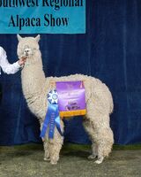 alpaca for sale