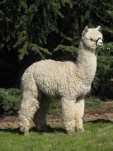 alpaca for sale