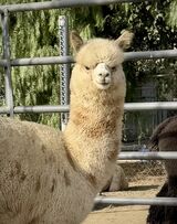 alpaca for sale