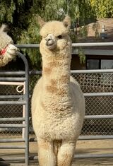 alpaca for sale