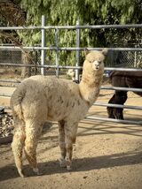 alpaca for sale