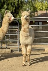 alpaca for sale