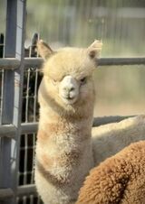 alpaca for sale