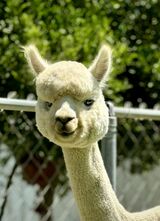 alpaca for sale