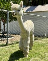 alpaca for sale