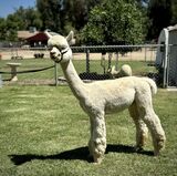 alpaca for sale