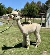 alpaca for sale