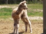 alpaca for sale