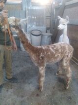 alpaca for sale