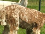 alpaca for sale