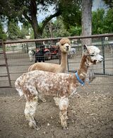 alpaca for sale