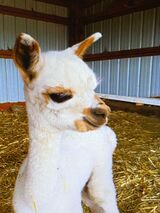 Bedazzled as a Cria