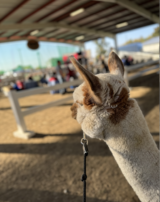 alpaca for sale