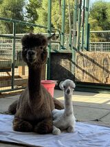 alpaca for sale