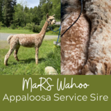 alpaca for sale