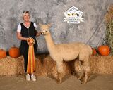 alpaca for sale