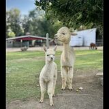 alpaca for sale