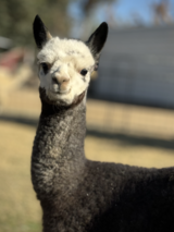 alpaca for sale