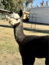 alpaca for sale