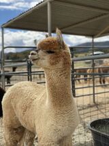 alpaca for sale