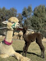 alpaca for sale