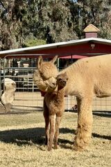 alpaca for sale