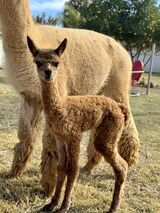 alpaca for sale