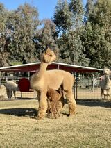 alpaca for sale