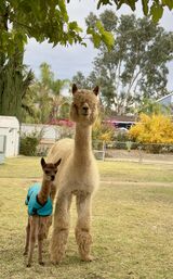 alpaca for sale