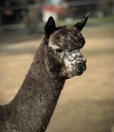 alpaca for sale