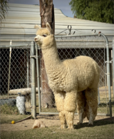 alpaca for sale