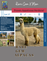 alpaca for sale