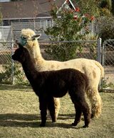 alpaca for sale